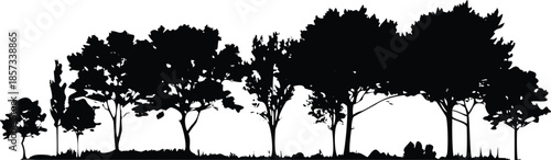 A row of trees is shown in black and white. The trees are tall and spread out, creating a sense of depth and distance