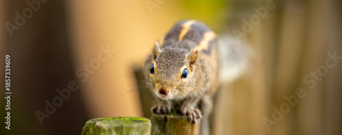 Photography Chipmunk against the backdrop of tropical nature