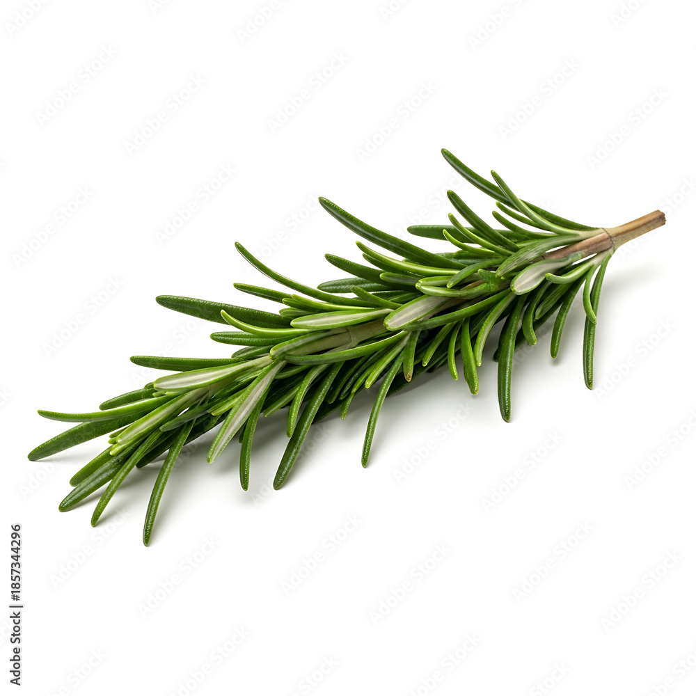 Fototapeta premium Fresh Rosemary Herb Sprig Isolated on White Background - Culinary Ingredient