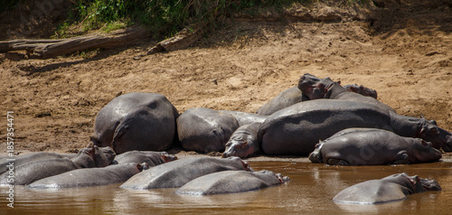 Grupo de hipopótamos descansando en la orilla del río Mara en Kenia
