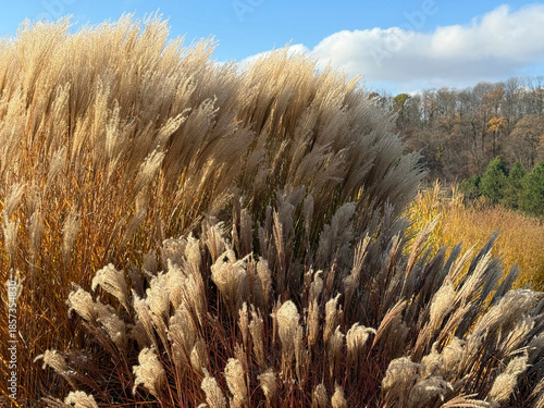 Slika na platnu Miscanthus sinensis grass.