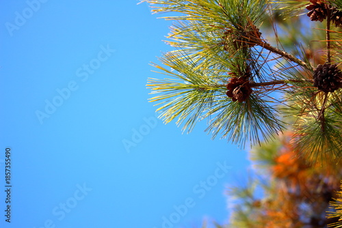青空に映える松の葉