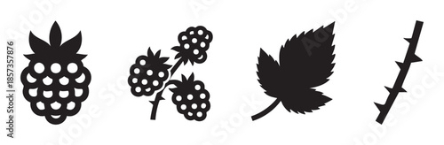 Raspberry and blackberry fruit, leaf, and thorny stem icons illustrate the various components of a bramble plant in a simple black silhouette vector style.