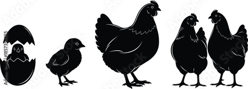 Chicken life cycle silhouette illustration, egg chick hen rooster growth stages, black white vector farm poultry education infographic concept design