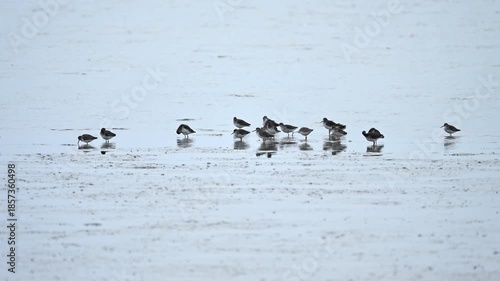 Curlew Sandpiper Leading the Flock