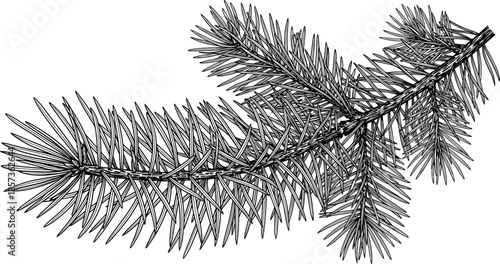 Hand drawn pine branch illustration with detailed needles isolated on white background for botanical design and nature decoration