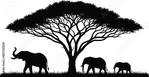 African elephant family silhouette under acacia tree, wildlife safari scene, black white nature illustration isolated background art