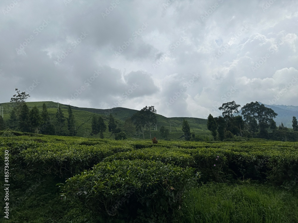 Fototapeta premium Tea bushes and green rows leading toward hills beneath cloudy sky.