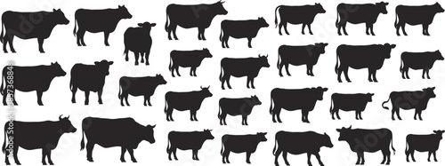 Black cow silhouette collection showing different cattle poses, farm livestock animals, rural agriculture vector illustration set isolated on white background