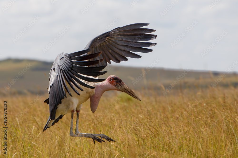 Fototapeta premium Cigüeña Marabú en la sabana de la Reserva Nacional Masái Mara, Kenia