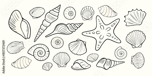 A collection of various shells and a starfish in a hand drawn style