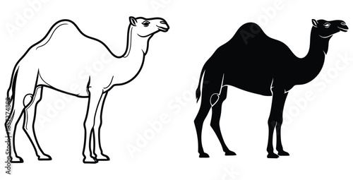 Two distinct graphic representations of a single humped dromedary camel showing a black line art outline version and a solid black silhouette version perfect for versatile illustration projects