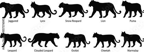 Wild Cat Species Silhouettes Set, Predatory Animals Black Icons, Diverse Feline Mammals Collection, Leopard, Lion, Cheetah, Jaguar, Lynx, Puma, Clouded Leopard, Ocelot