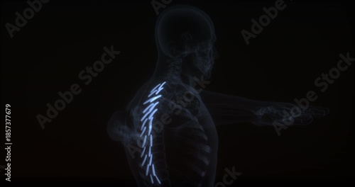 Levatores costarum muscles in human body. X Ray