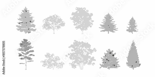 Silhouettes of various trees including pines spruces and deciduous species