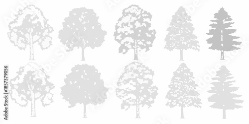Collection of grayscale trees in various shapes and sizes a botanical illustration