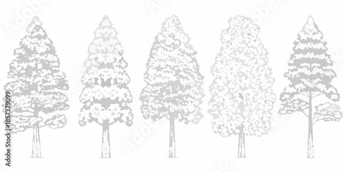 A simple illustration of five different shaped evergreen trees in grayscale
