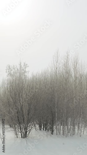 Frosty winter forest in the morning