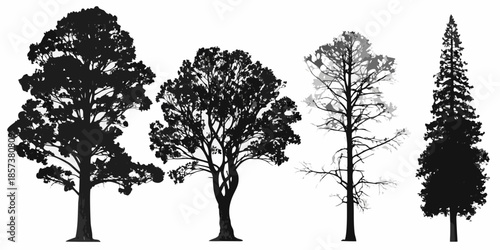 Silhouettes of diverse trees oak maple birch and a coniferous evergreen