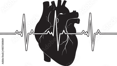 Black and white heart with electrocardiogram lines also transparent background medical anatomy