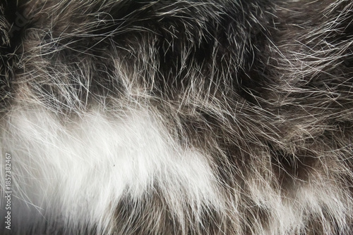 Close-up of gray and white cat fur texture. texture background.