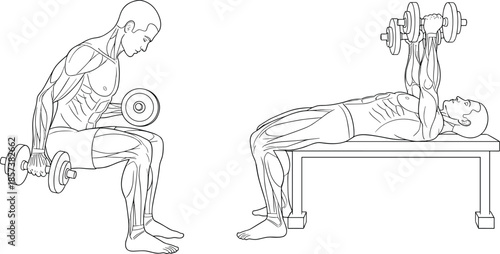 Dumbbell exercise icon set, bicep curl bench press workout vector bundle, fitness training illustration, graphic gym anatomy design pack