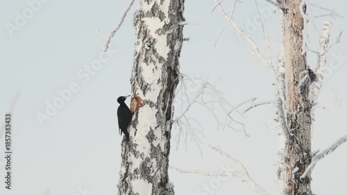 Woodpecker hammering a birch tree in the frosty winter