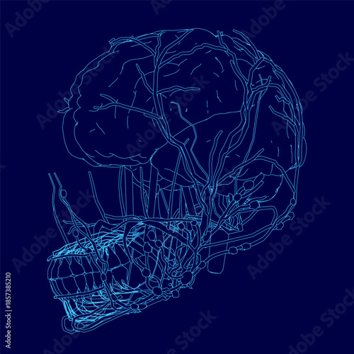 A detailed blueprint of the human brain illustrates its complex anatomy, neural pathways, and internal structures within the head.