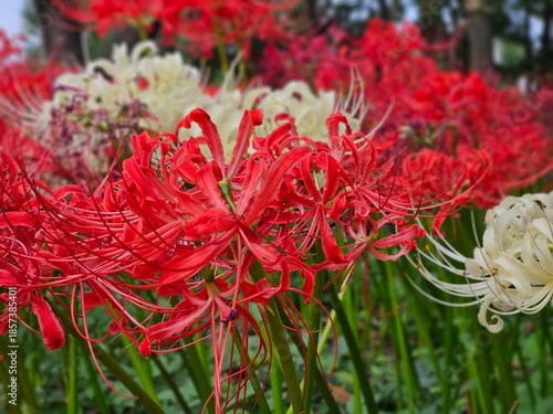 red flowers in the garden