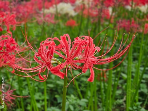 red poppy flowers