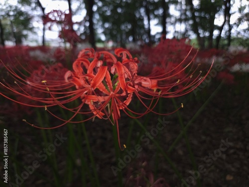 red flowers in the garden