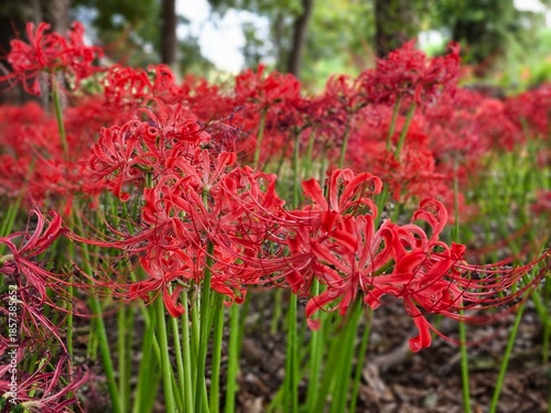 red flowers in the garden