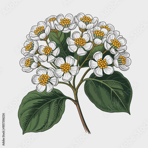 A beautifully illustrated cluster of white flowers with vibrant yellow centers and lush green leaves, showcasing nature's delicate beauty and intricate details of floral design.