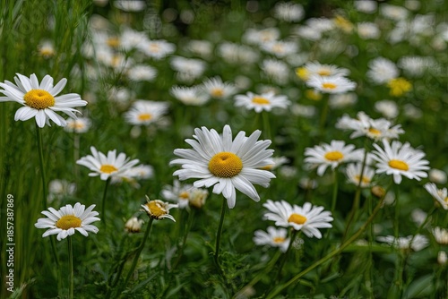 White Daisies With Dew Drops In Field
