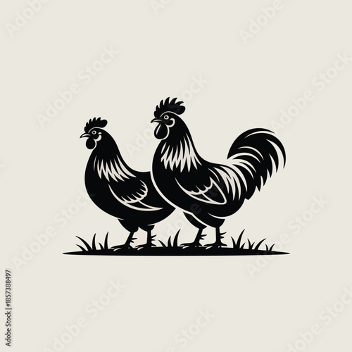 rooster isolated on white background
