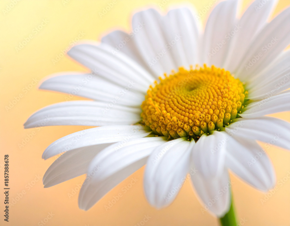 Naklejka premium Margerite