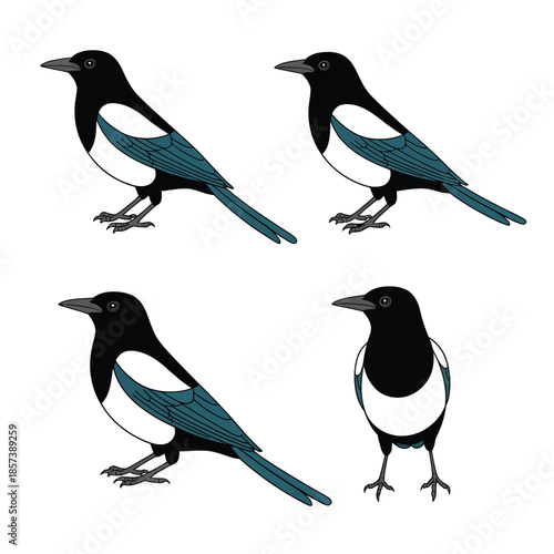  Four magpie birds standing on ground with different postures