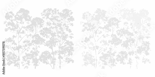 Delicate silhouettes of birch trees form a minimalist forest scene