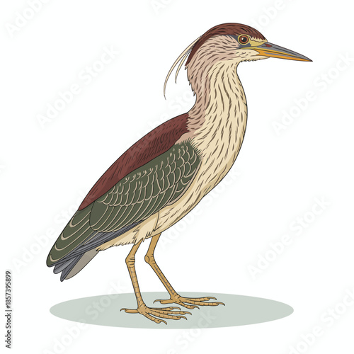 A detailed illustration of a heron bird standing proudly on a plain background. This artwork showcases the elegance of nature and the beauty of avian wildlife.