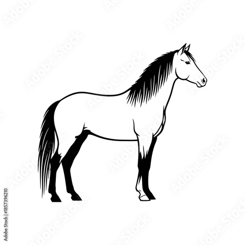 Black and white of a horse standing profile view equine animal