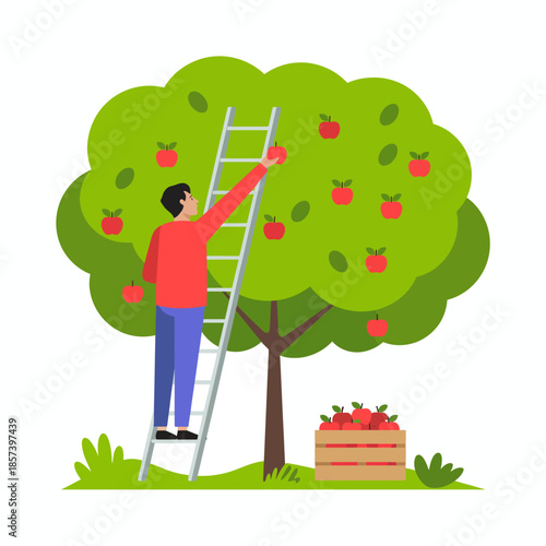 A man picks ripe apples from a lush green apple tree using a ladder, representing hard work, harvest time, and the joy of gathering fresh produce from nature.
