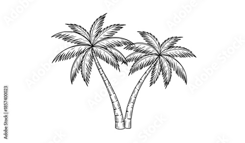 Hand drawn black and white palm tree vector illustration isolated on white background
Keywords
