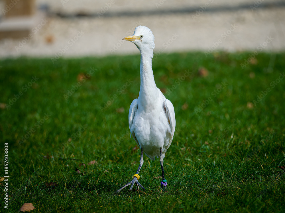 Fototapeta premium Héron garde-bœufs (Ardea ibis) en vol et au sol lors d’un spectacle de rapaces, oiseau blanc en captivité pédagogique