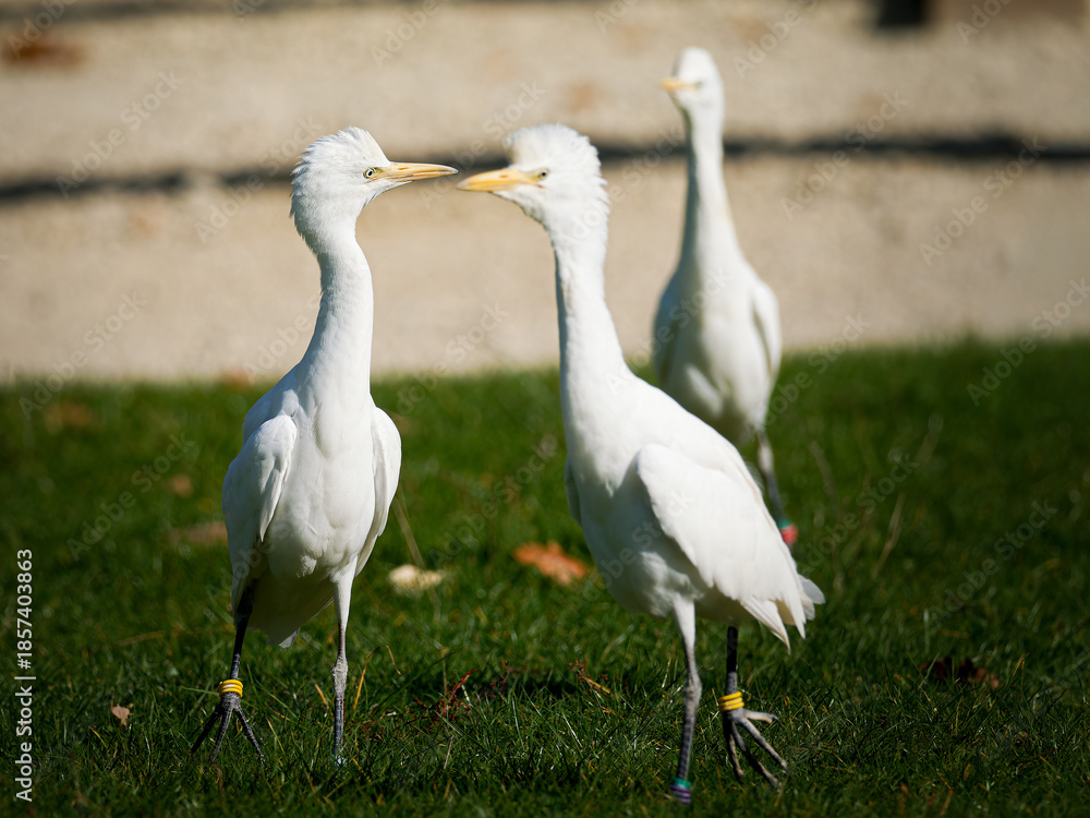 Obraz premium Héron garde-bœufs (Ardea ibis) en vol et au sol lors d’un spectacle de rapaces, oiseau blanc en captivité pédagogique