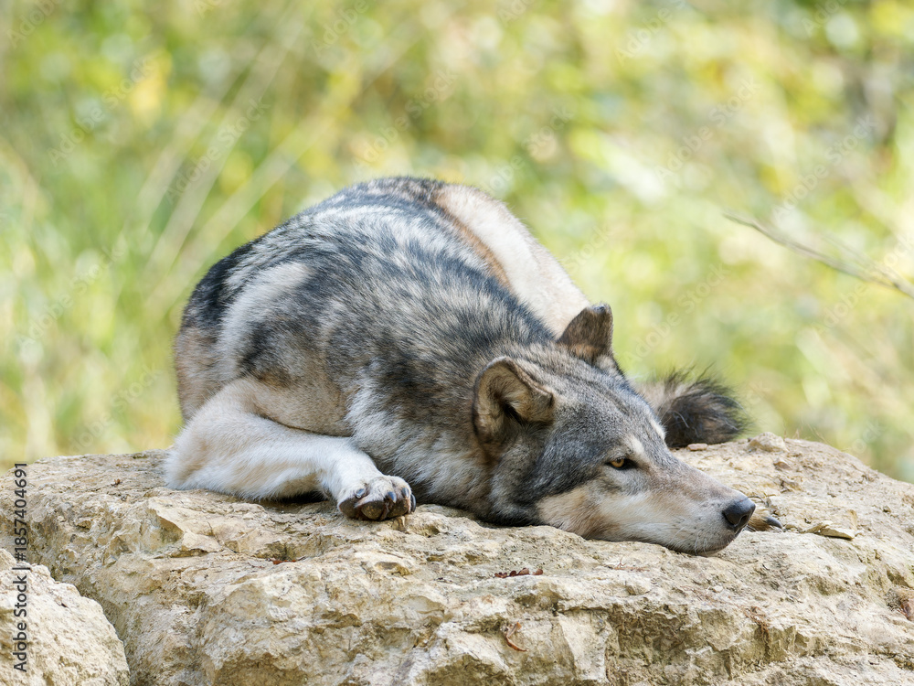 Obraz premium Loup gris (Canis lupus occidentalis) au repos et en déplacement en parc animalier, grand carnivore en captivité