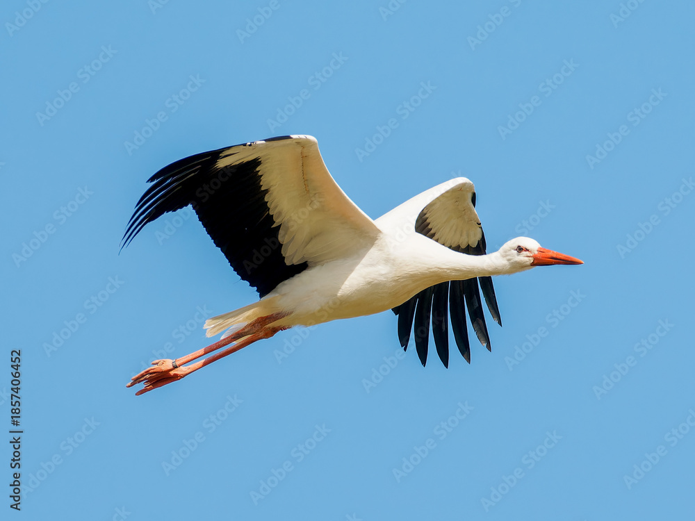 Obraz premium Cigogne blanche (Ciconia ciconia) en vol, ailes déployées sur fond de ciel bleu, grand échassier emblématique d’Europe