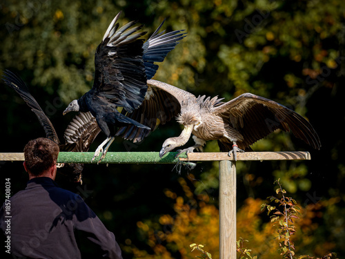 Tableau sur toile Vautour fauve (Gyps fulvus) en vol et posé lors d’une démonstration de rapaces,