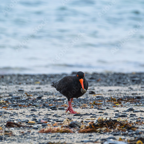 Sooty Oystercatcher at Flinders, Victoria