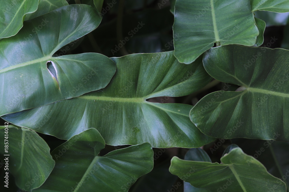 Obraz premium Lush green philodendron leaves overlap to create a dense tropical canopy