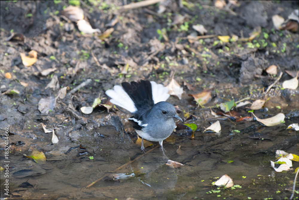 Fototapeta premium Oriental Magpie Robin